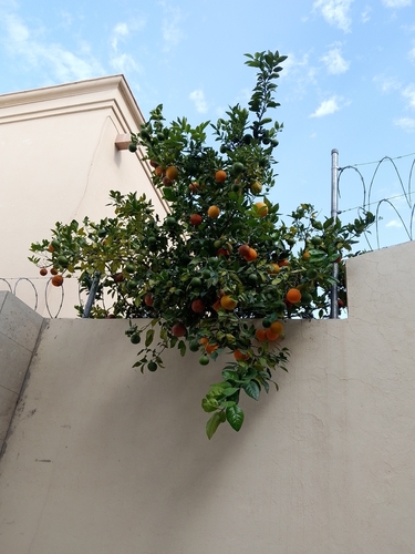 Citrus tachibana observed 2026-09-01