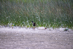 Pardirallus sanguinolentus