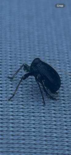 Black Leaf-leg