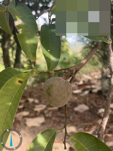 Annona reticulata, photograph 2