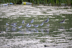 Calidris pusilla