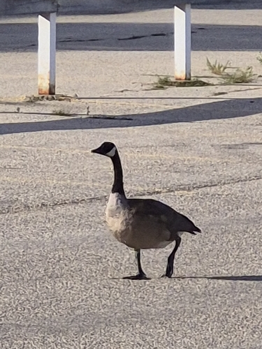 Canada Goose observed by olynykfred