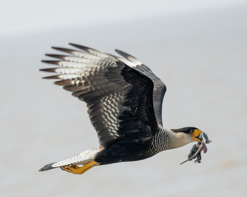 Carancho observed by tom_molehr