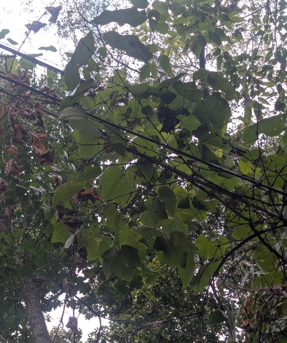 Vitis aestivalis, photograph 3