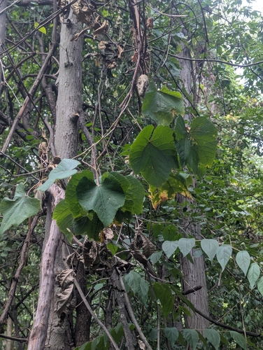 Vitis aestivalis, photograph 4