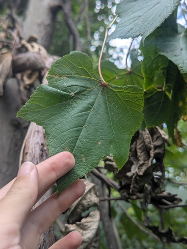 Vitis aestivalis, photograph 5