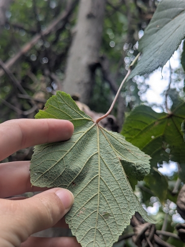 Vitis aestivalis, photograph 6