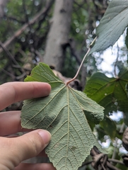 Vitis aestivalis, photograph (c) Skyler Principe, some rights reserved (CC BY)