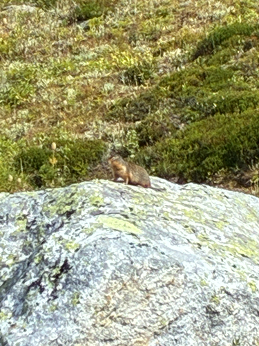 Columbian Ground Squirrel observed by aurebela22