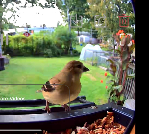 American Goldfinch observed by cway