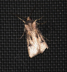 Agrotis malefida