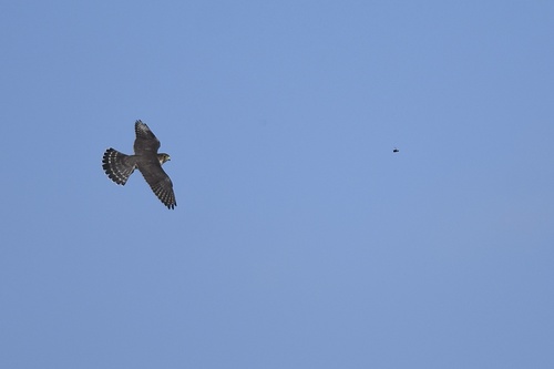 Merlin observed by hannahdodington