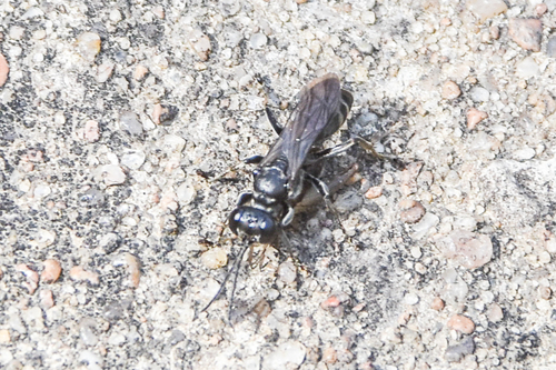 Lyroda subita observed 2026-08-30
