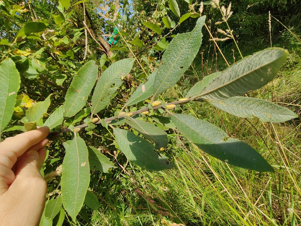 Salix cinerea; photograph (c) Екатерина Гущина, some rights reserved (CC BY)
