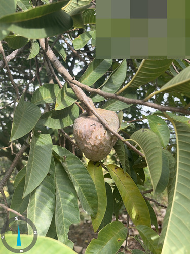 Annona reticulata