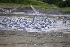 Leucophaeus pipixcan