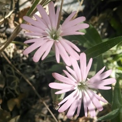 Silene hookeri