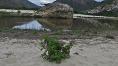 Pelargonium quercifolium