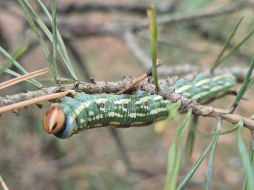 Pine Hawkmoth
