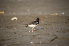 Haematopus palliatus