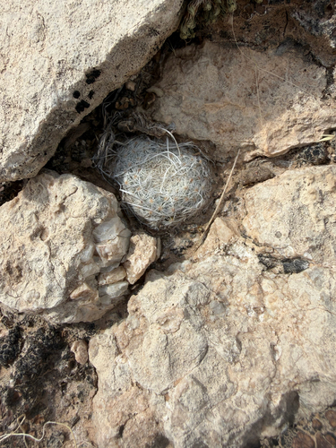 Lace-spine Nipple Cactus