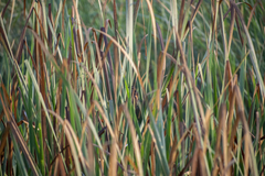 Phleocryptes melanops