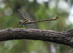 Petalura litorea