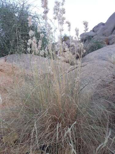 Cymbopogon schoenanthus, photograph 3
