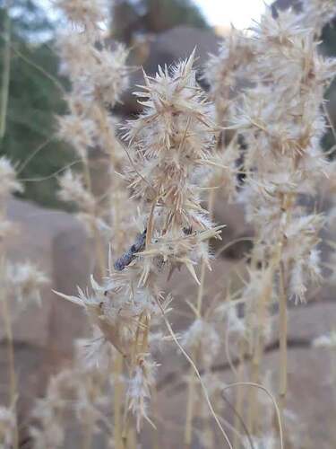 Cymbopogon schoenanthus, photograph 2