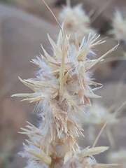 Cymbopogon schoenanthus