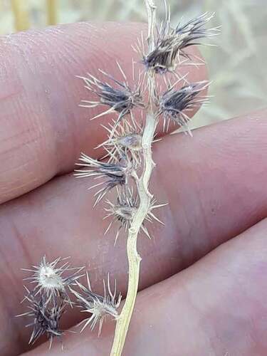 Indian sandbur (Cenchrus biflorus)