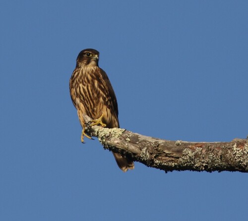 Merlin observed by jeffcherry