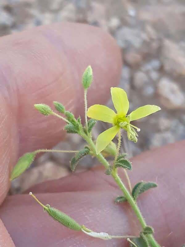 Cleome brachycarpa (Cleome brachycarpa)