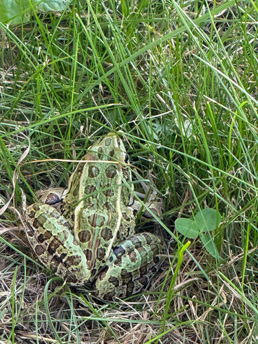 Northern Leopard Frog observed by arshpr33t
