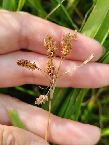 Luzula multiflora, photograph 3