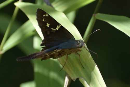 Long-tailed Skipper photo 6