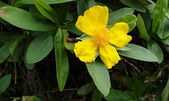 Hibbertia scandens