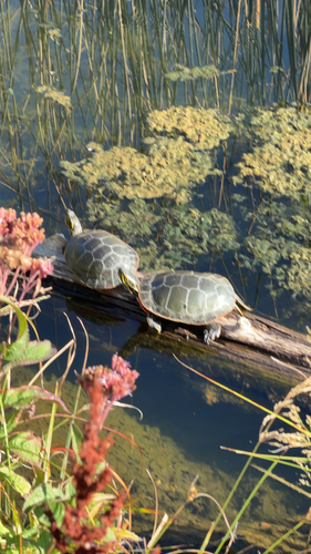 Painted Turtle observed by gdzen98