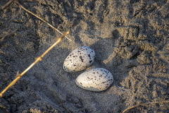 Haematopus palliatus