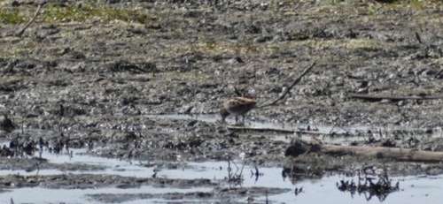 Wilson's Snipe