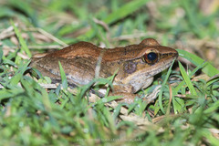 Sylvirana mortenseni