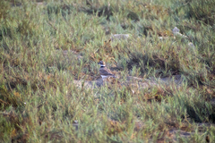 Charadrius vociferus