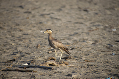 Burhinus superciliaris