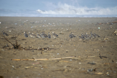 Pluvialis squatarola