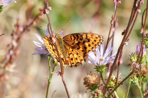 iNaturalist observation photo of Mormon Fritillary