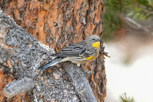 iNaturalist observation photo of Yellow-rumped Warbler