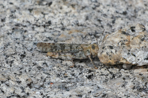 iNaturalist observation photo of Dancing Grasshopper
