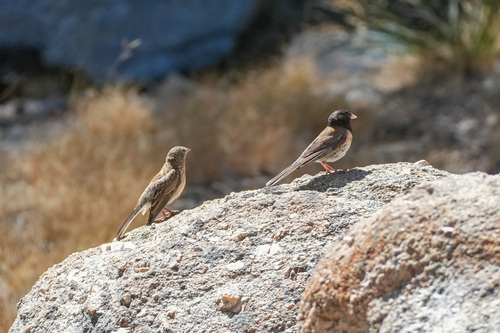 iNaturalist observation photo of Dark-eyed Junco