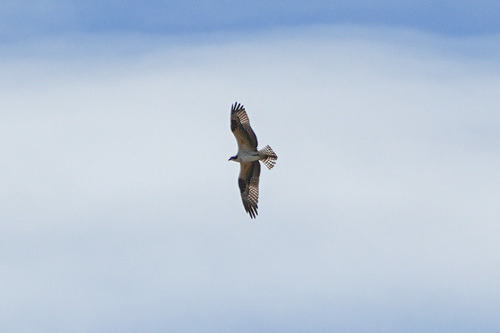 iNaturalist observation photo of Osprey
