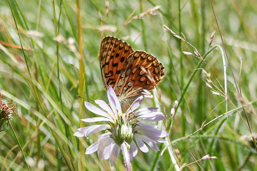 iNaturalist observation photo of Mormon Fritillary